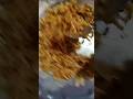 Super Spicy Korean Ramen🍜 I Can't Eat 🥵 #ashortaday #ytshorts #koreanramen #spicyramenchallenge