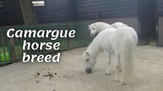 Camargue horse breed