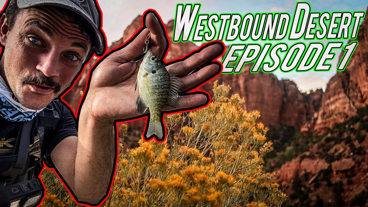 Flying to Las Vegas to go Fishing in the Desert, See Zion National Park, and Yamamoto YouTube