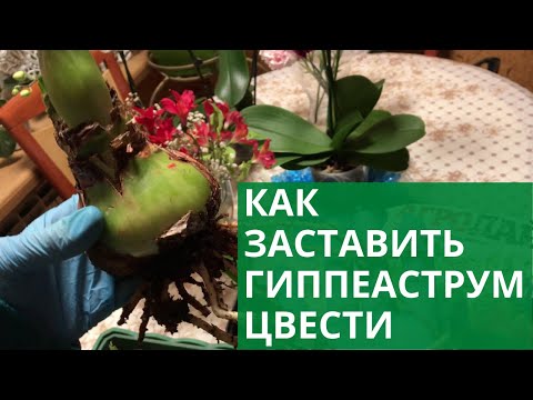Как заставить гиппеаструм цвести