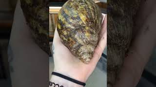 The World of Insects in Macro DetailDangerous vs Harmless Insects ExplainedMind-Blowing Insect