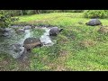 Tortoises spa - Isla Santa Cruz, Galapagos Islands
