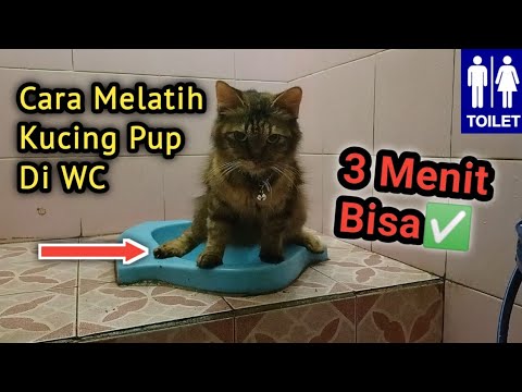 Cara Training Kucing Pup Di WC‼️ | Cara Mengajarkan Kucing Pup Di WC | Melatih Kucing Pup Di Toilet