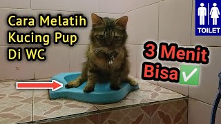 Cara Training Kucing Pup Di WC‼️ | Cara Mengajarkan Kucing Pup Di WC | Melatih Kucing Pup Di Toilet