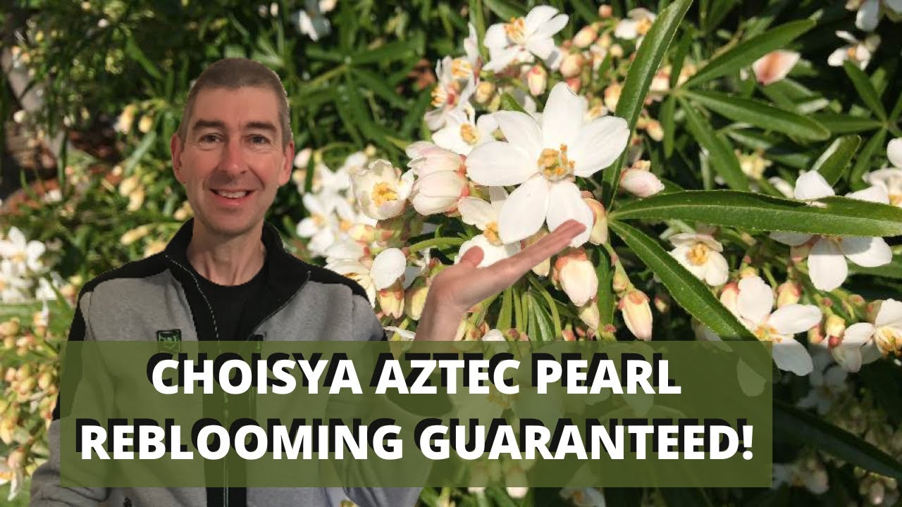 CHOISYA AZTEC PEARL CARE