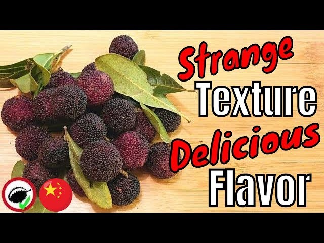 CHINESE BAYBERRY Review (Myrica rubra) - Weird Fruit Explorer in CHINA - Ep. 318 class=