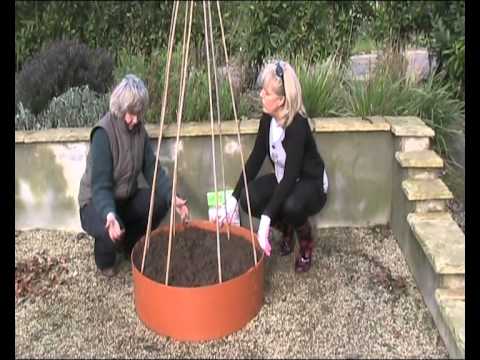 Grow Rings - Runner Bean Growing.wmv 