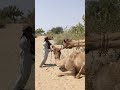 الحرارة والانسجام فهم عادات تزاوج الجمال الصحراوية    
