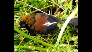 Golden-naped Finch (Female) - 2