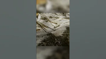 Растение которое умеет ходить. Дикий овес