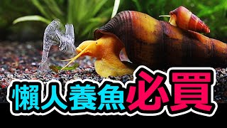 怦然心動懶人養魚法一個月不清魚缸之術 No need to clean your tank