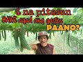 BAKIT AMPALAYA ANG DAPAT MONG ITANIM (Paano magtanim ng ampalaya)