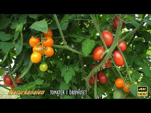 Video: Hule tomatfrugter - hvad skal man gøre, når tomatplanter er hule
