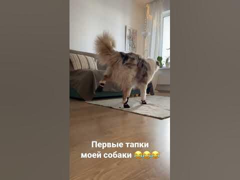 Примеряем, тестируем и веселимся 🤪🚀 носки-тапки для собак от Non-stop ...