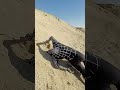رأس سبايدر مان عالق في الرمال Shorts 