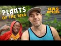 Plants of the Yard Tour with Ratty! Fruits, Vegetables & Beyond 🇯🇲🥒🌶🍠