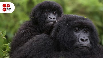 IUCN Red List of Threatened Species™: November 2018 Update