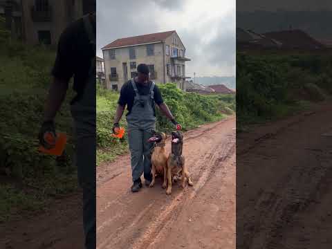 TRAINING TWO DOGS AT THE SAME TIME Malinois Bestdogtrainers Uganda
