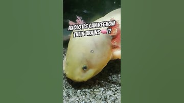 The Salamander That Regrows Its Brain #axolotl #science