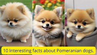 10 Interesting Facts about Pomeranian dogs.