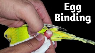 Egg Binding Issue In Budgie Parrot - How To Treatment