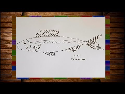 Karakalem Kolay Ve Basit Balık Çizimi