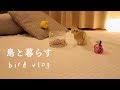 ゆったり夜の放鳥 日光浴中のお喋り にんじん オカメとセキセイの日常 Cockatiel Budgie vlog