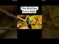 The bird that dies every single night #birds #naturefacts #wildlife