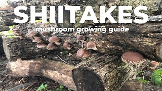 Grow your own SHIITAKE MUSHROOMS!! Detailed instructions   cost breakdown