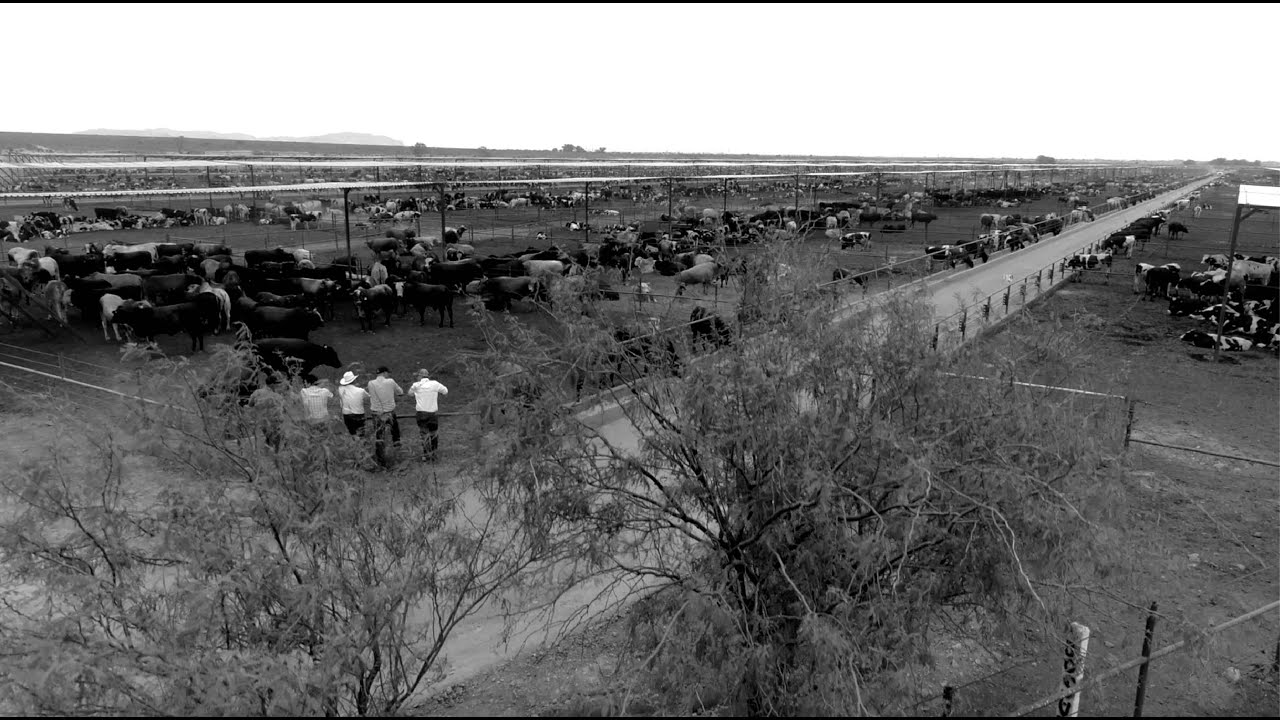 Имиджевое видео компании Zinpro YouTube