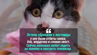 1 марта - День кошек в России 1 марта - День кошек в России