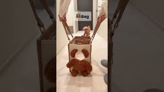 Unbelievable Owner Couldn’t Believe This Puppy 😱