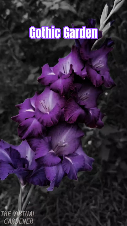 dark, mysterious & beautiful: must-have gothic plants 🌘