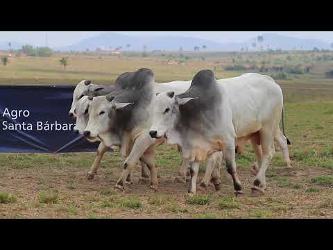 2º Leilão Pecuária do Futuro - Lote 27