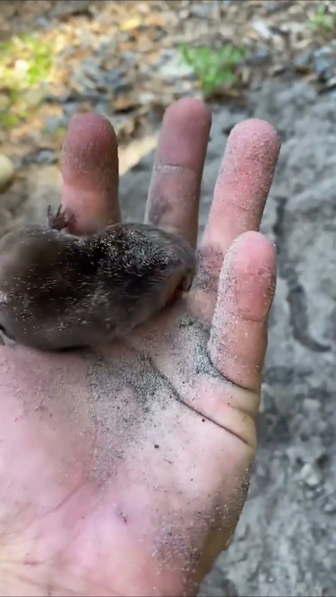 Digging is All He Knows