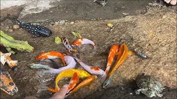 Bắt được 1 bầy cá cảnh vàng ở suối nước chảy:cá koi , ốc sên , rùa , ếch xanh , tôm hùm , trứng , cá