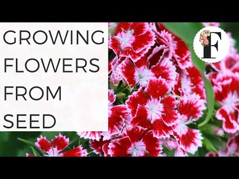 Video: Informazioni sui fagioli rampicanti scarlatti - Quando posso piantare una vite di fagioli rampicanti scarlatti