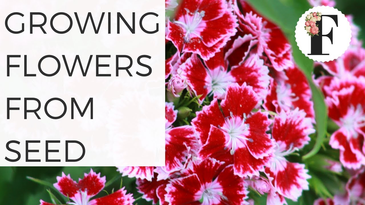 Growing Flowers from Seed - Direct Sowing Summer Annual Flowers for the