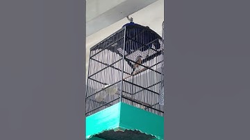 burung cendet gacor banyak isian #shorts #cendet