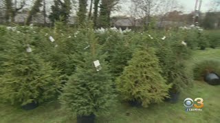 Philadelphia Streets Department Announces Dates For Christmas Tree Recycling