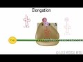Eukaryotic translation protein synthesis animation
