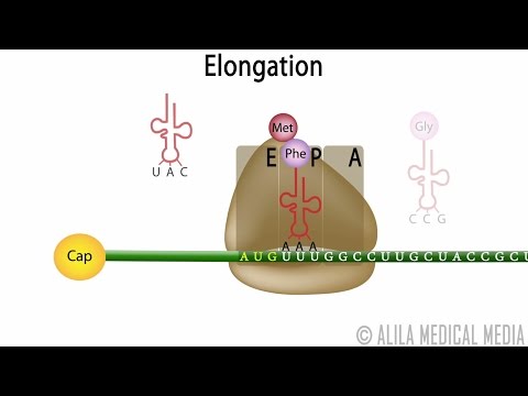 Video: Wie wird die RNA während der Elongation synthetisiert?