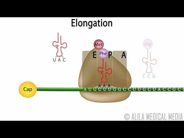 Eukaryotic Translation (Protein Synthesis), Animation. class=