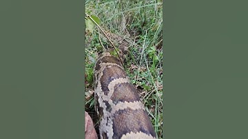 Indian rock python big sized 🐍 verry dangerous snake #short videos #wildliferescue #snakevideo