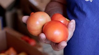 Nationwide vegetable shortage in Ukraine makes tomato a luxury