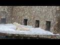 Белая медведица радуется первому снегу