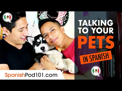 Talking to Your Pets in Spanish