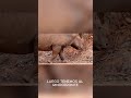 “Los bebés más tiernos de los animales más peligrosos del mundo”