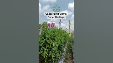Cabai Rawit Sigma Super Hasilnya #pertanian #benihunggul #cabai #cabeunggul #petanimuda