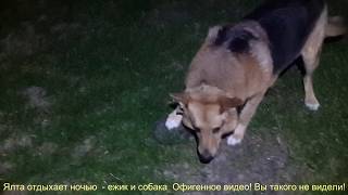 Ялта отдыхает ночью - ежик и собака Рекс - Офигенное видео! Вы такого не видели! Ялта отдыхает ночью - ежик и собака Рекс - Офигенное видео! Вы такого не видели!